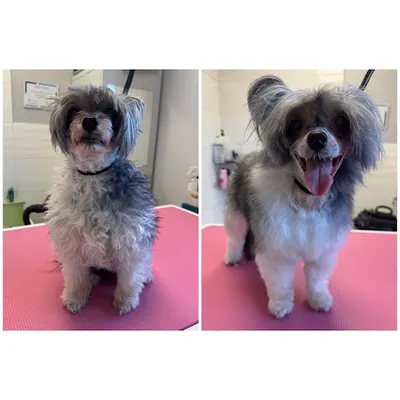 Futro i Spółka Leszno | groomer | psi fryzjer